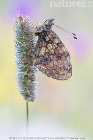 Attēlu rezultāti vaicājumam “Brenthis ino”