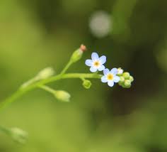 Attēlu rezultāti vaicājumam “Myosotis laxa subsp. baltica”