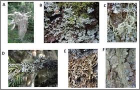 Attēlu rezultāti vaicājumam “Bryoria capillaris”