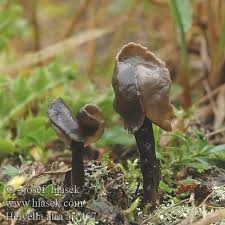 Attēlu rezultāti vaicājumam “Helvella atra”