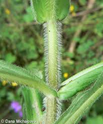 Image result for Knautia dipsacifolia