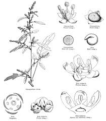 Attēlu rezultāti vaicājumam “Chenopodiaceae”