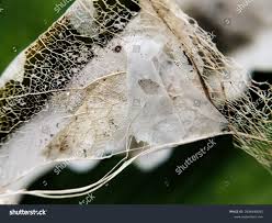 Attēlu rezultāti vaicājumam “Diderma hemisphaericum macro”