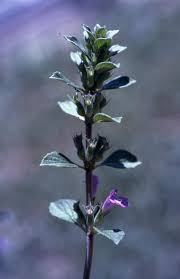 Attēlu rezultāti vaicājumam “Acinos arvensis”