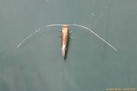 Attēlu rezultāti vaicājumam “Nematopogon sp.”