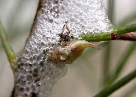 Attēlu rezultāti vaicājumam “Aphrophoridae”