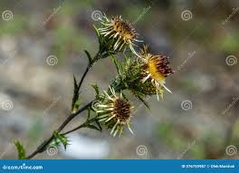 Attēlu rezultāti vaicājumam “Carlina biebersteinii flower”