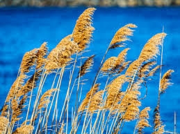 Attēlu rezultāti vaicājumam “Phragmites communis”