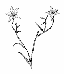 Attēlu rezultāti vaicājumam “Campanulaceae”