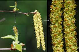 Attēlu rezultāti vaicājumam “Betula nana flower”