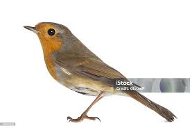 Attēlu rezultāti vaicājumam “Erithacus rubecula”