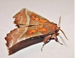 Attēlu rezultāti vaicājumam “Scoliopteryx libatrix”