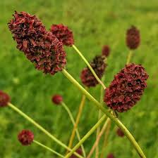 Image result for Sanguisorba officinalis