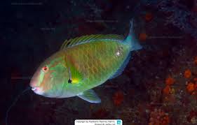 Image result for Sparisoma axillare