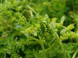 Attēlu rezultāti vaicājumam “Herniaria glabra”