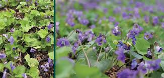 Attēlu rezultāti vaicājumam “Viola sororia flower”