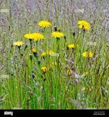 Attēlu rezultāti vaicājumam “Hieracium vulgatum”