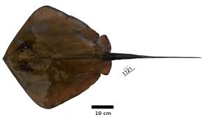 Image result for Dasyatis chrysonota