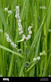 Attēlu rezultāti vaicājumam “Sparganium erectum aggr. flower”