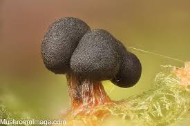 Attēlu rezultāti vaicājumam “Metatrichia sp.”