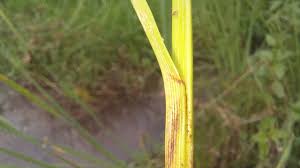 Attēlu rezultāti vaicājumam “Cyperus fuscus fruit”