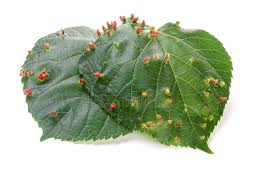 Attēlu rezultāti vaicājumam “Eriophyes tiliae”