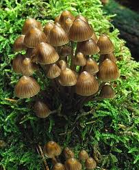 Attēlu rezultāti vaicājumam “Mycena stipata”