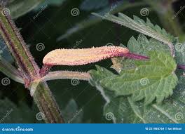 Attēlu rezultāti vaicājumam “Puccinia urticata”