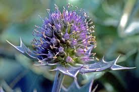 Attēlu rezultāti vaicājumam “Eryngium maritimum”