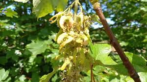 Attēlu rezultāti vaicājumam “Acer pseudoplatanus flower”