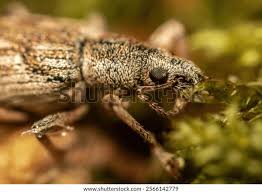 Attēlu rezultāti vaicājumam “Curculionidae”