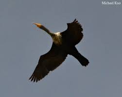 Image result for Phalacrocorax auritus