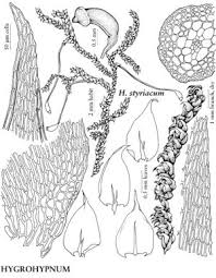 Attēlu rezultāti vaicājumam “Hygrohypnum luridum”