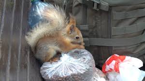 Картинки по запросу белку зажевало в диск