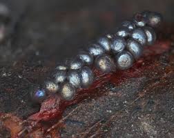 Attēlu rezultāti vaicājumam “Lamproderma debile spores”