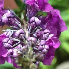 Image result for Linaria purpurea