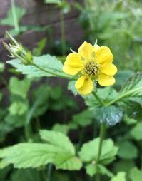 Attēlu rezultāti vaicājumam “Geum urbanum flower”