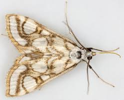 Attēlu rezultāti vaicājumam “Nymphula nitidulata”