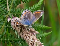 Attēlu rezultāti vaicājumam “Polyommatus icarus female”