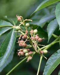 Attēlu rezultāti vaicājumam “Aesculus flava fruit”