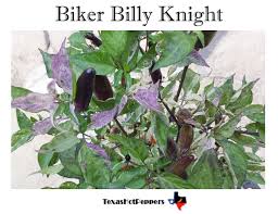 Afbeeldingsresultaat voor biker billy jalapeno hot pepper
