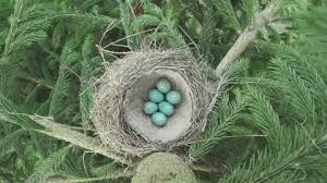 Attēlu rezultāti vaicājumam “Turdus philomelos nest”