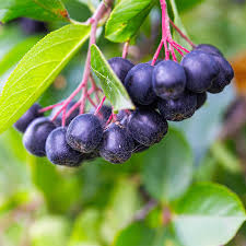 Attēlu rezultāti vaicājumam “Aronia melanocarpa”