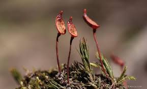 Attēlu rezultāti vaicājumam “Buxbaumia aphylla”