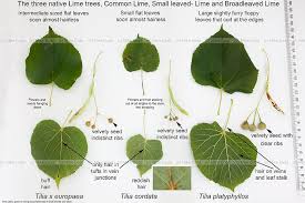 Attēlu rezultāti vaicājumam “Tilia x moltkei leaf”