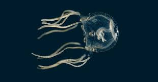 Attēlu rezultāti vaicājumam “Cystiphora sanguinea”