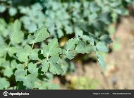 Attēlu rezultāti vaicājumam “Thalictrum flavum leaf”