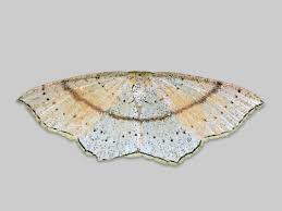 Attēlu rezultāti vaicājumam “Cyclophora albipunctata”