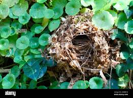Attēlu rezultāti vaicājumam “Troglodytes troglodytes nest”