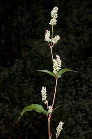 Attēlu rezultāti vaicājumam “Persicaria lapathifolia flower”